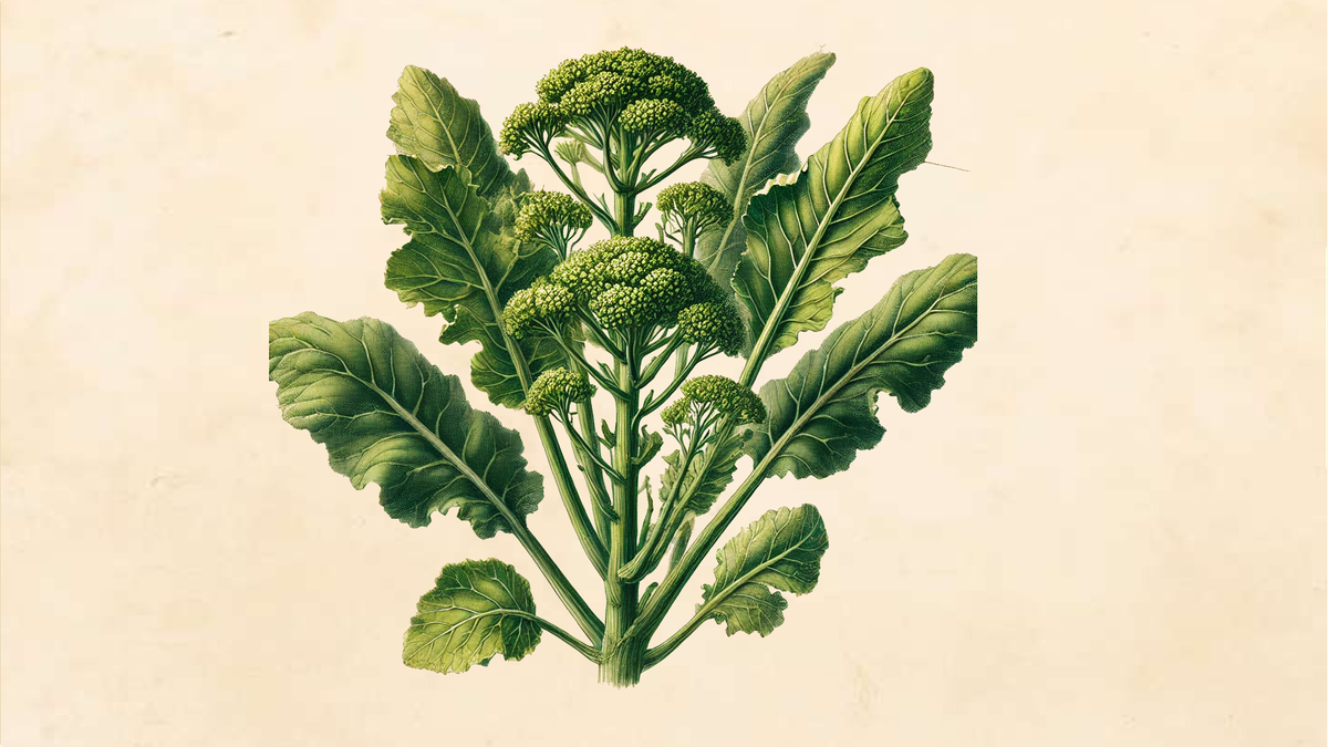 Broccoletti o cime di rapa