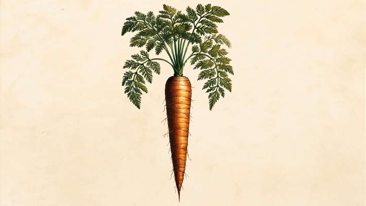 Carota